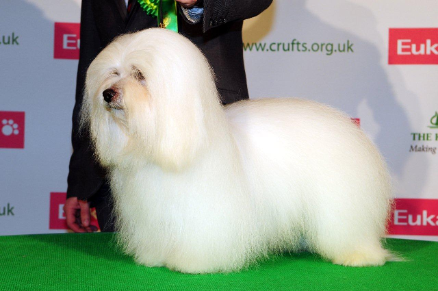 Diwal - Best Male & Best of Breed at CRUFTS 2013